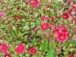 Preview: rote Gauklerblume - Mimulus cupreus 'Roter Kaiser'